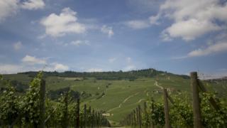 Viininmaistelua Piemontessa