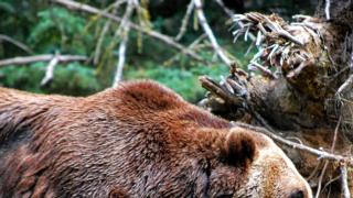 Karhunkaatolupia vähennetään viime vuodesta