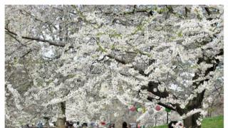 Kirsikkapuiden juhlaa Central Parkissa