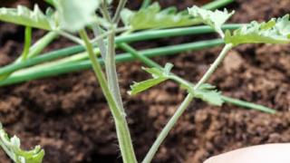 Tomaatin kasvatus - istutus, tukeminen ja lannoitus
