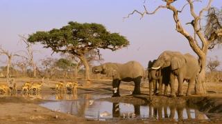 Ulkomaalaiset eläinsuojelijat Afrikassa, tapaus savanninorsu.