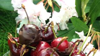 Suklaalla kuorrutetut kirsikat eli helppo ja hyödyllinen kesäherkku