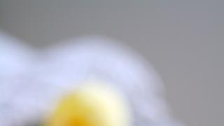 Sitruunaiset valkosuklaamuffinit (mini)