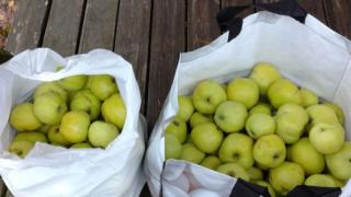 Omenapuiden kesäleikkaus kannattaa