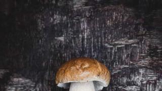 Tunnistatko sittenkään syötävät sienet – herkkutattirisotto