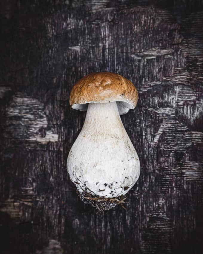 Tunnistatko sittenkään syötävät sienet – herkkutattirisotto